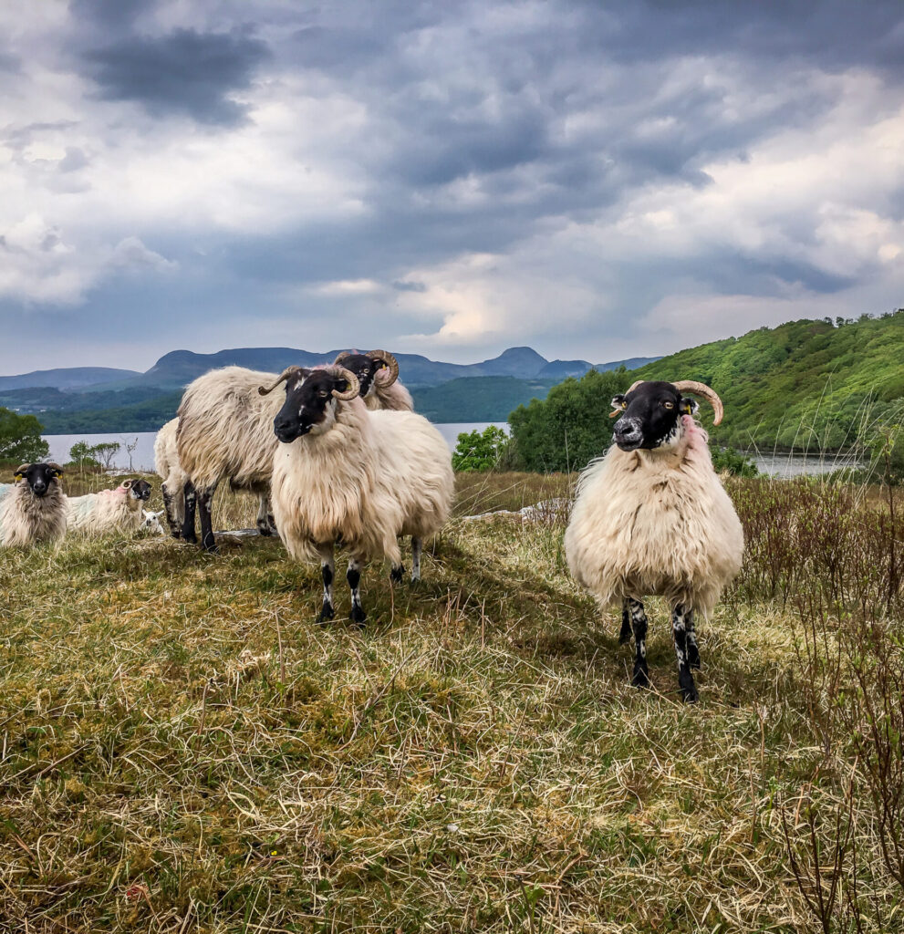 Sheep Farm Tour Fun Outdoor Activities The Ross Hotel